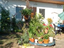 Blumen vor Bungalow 2